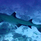 A whitetip reef shark photographed in Osprey Reef, Australia in 2005. Photo: Richard Ling via Wikimedia Commons